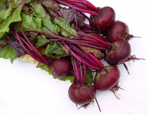 freshly picked beetroot